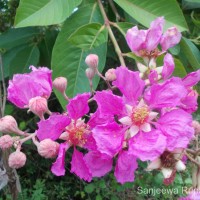 Lagerstroemia speciosa (L.) Pers.